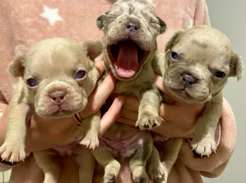 Isabella Merle French bulldogs for sale in Aberystwyth, Ceredigion