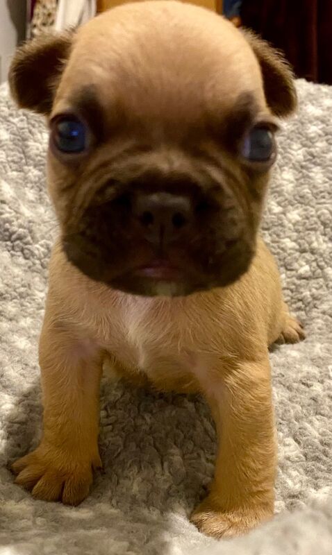 Isabella Merle French bulldogs for sale in Aberystwyth, Ceredigion - Image 2