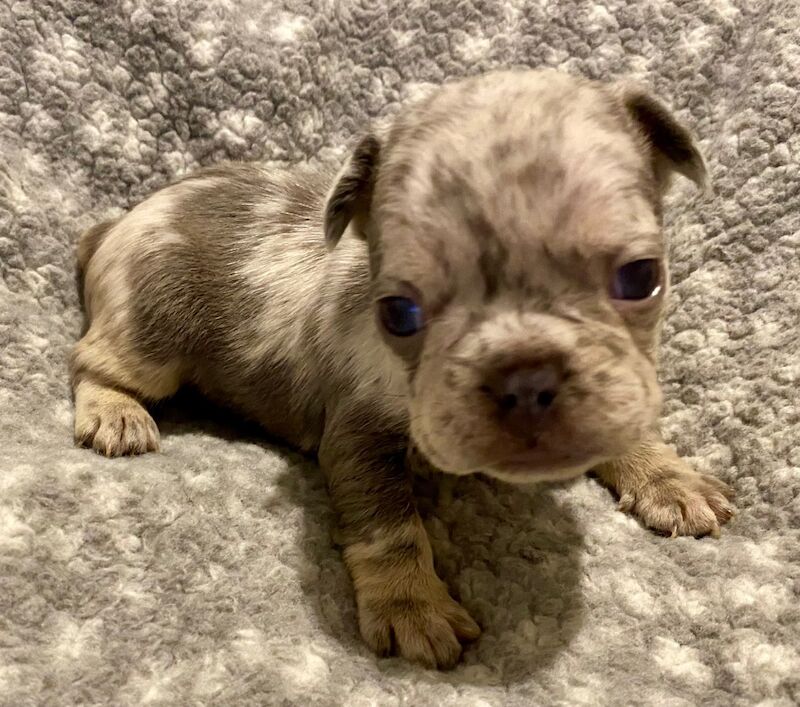 Isabella Merle French bulldogs for sale in Aberystwyth, Ceredigion - Image 3