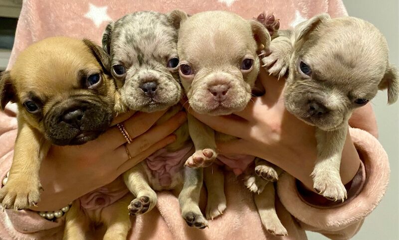 Isabella Merle French bulldogs for sale in Aberystwyth, Ceredigion - Image 6