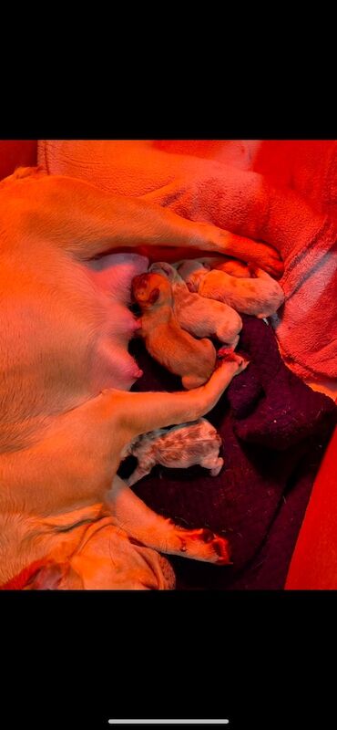 Isabella Merle French bulldogs for sale in Aberystwyth, Ceredigion - Image 7