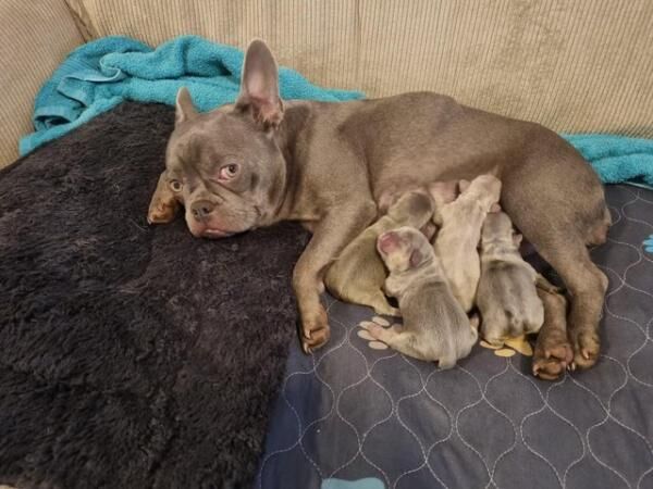 Isabella Mom Dad and 3 Puppies KC for sale in Camden Town, Camden, Greater London