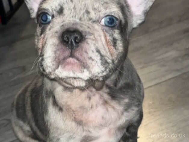 Isabella producers French bulldog puppies for sale in Northampton, Northamptonshire