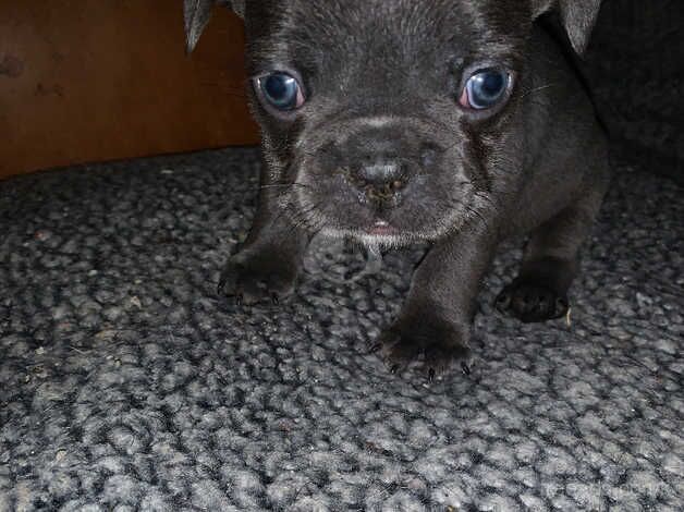 Isabella producers French bulldog puppies for sale in Northampton, Northamptonshire - Image 2