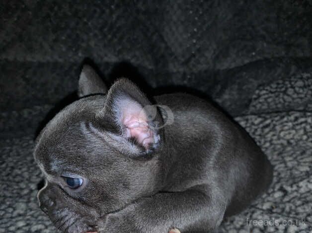 Isabella producers French bulldog puppies for sale in Northampton, Northamptonshire - Image 3