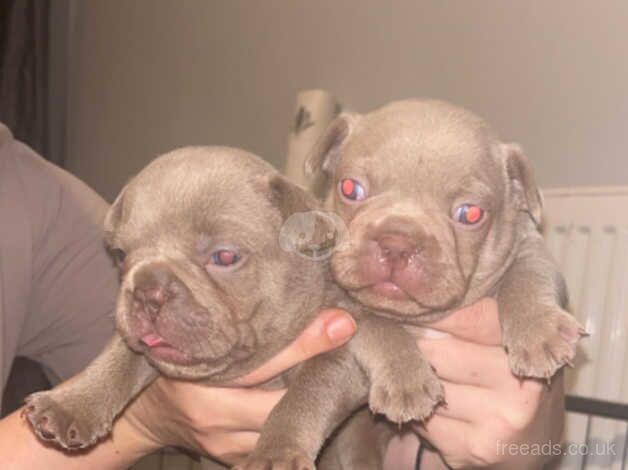 Isabella producers French bulldog puppies for sale in Northampton, Northamptonshire - Image 4