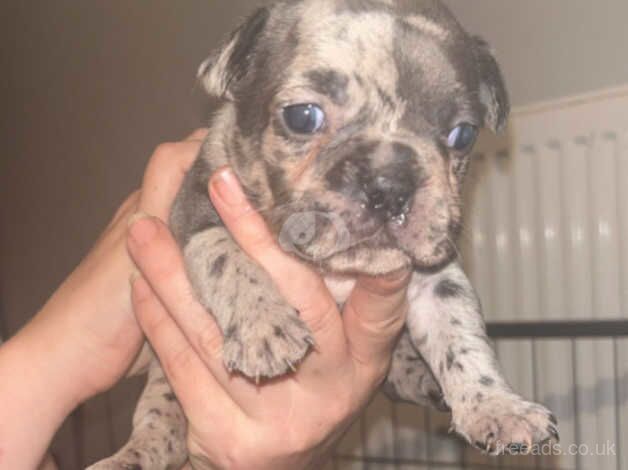 Isabella producers French bulldog puppies for sale in Northampton, Northamptonshire - Image 5