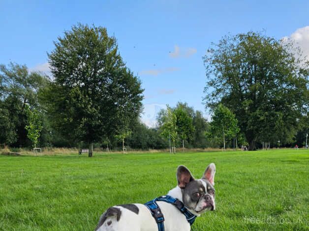 Julita looking for new home for sale in Hereford, Herefordshire - Image 4