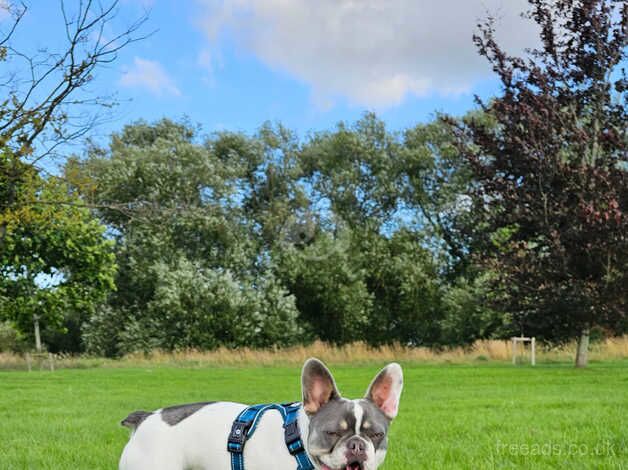 Julita looking for new home for sale in Hereford, Herefordshire - Image 5