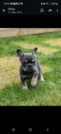 KC FRENCH BULL DOG PUPPIES FOR SALE in Maldon, Essex