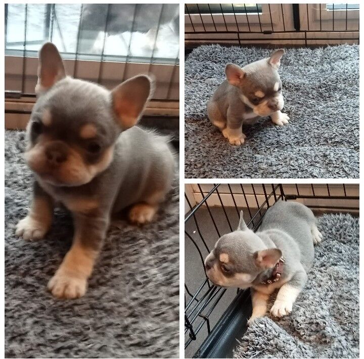 Kc French bulldog 3 boys left for sale in Seaham, County Durham - Image 1