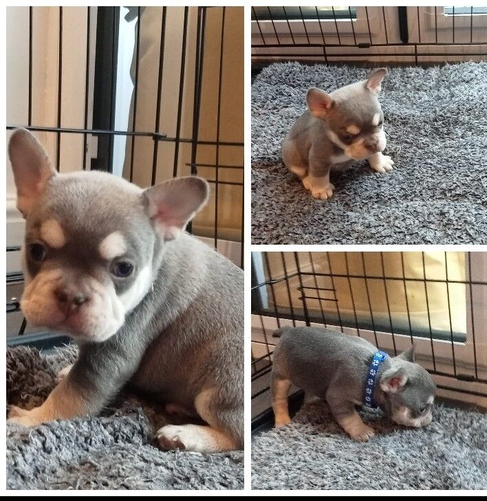 Kc French bulldog 3 boys left for sale in Seaham, County Durham - Image 2