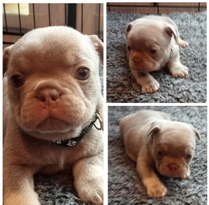 Kc French bulldog 3 boys left for sale in Seaham, County Durham - Image 4