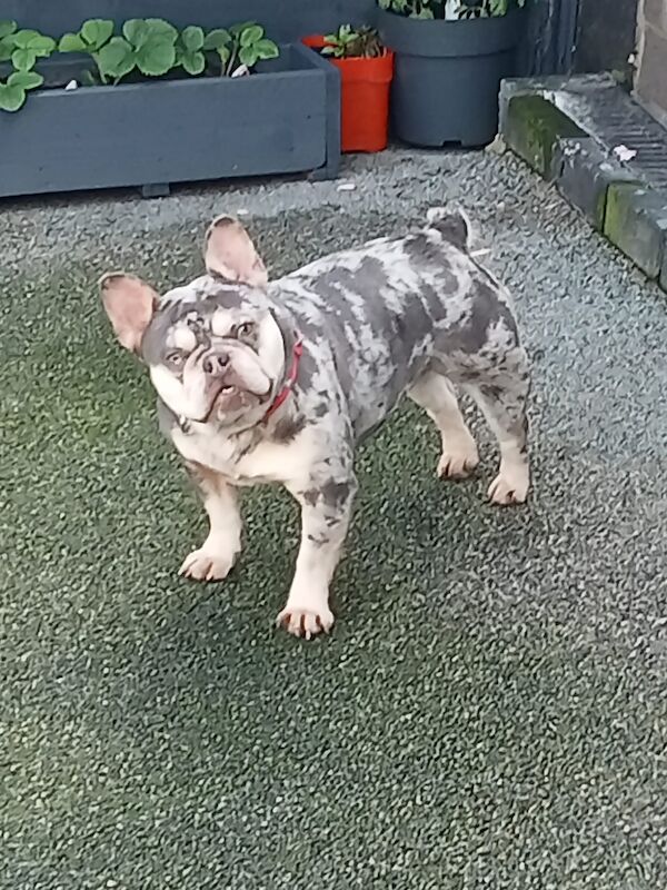 Kc French bulldog 3 boys left for sale in Seaham, County Durham - Image 5