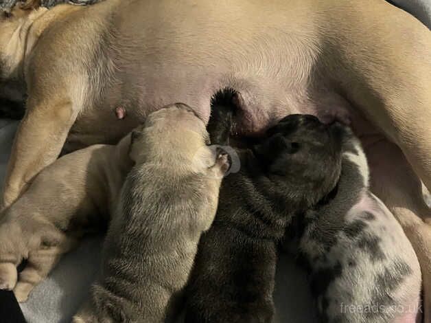 Kc French Bulldog pups for sale in Crewe, Cheshire