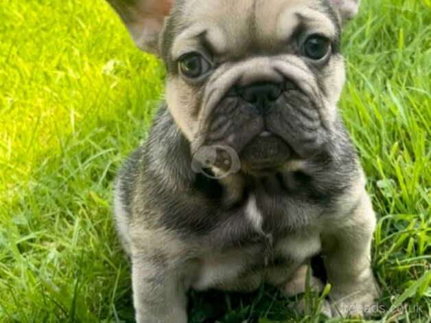 Kc French Bulldog pups for sale in Crewe, Cheshire - Image 2