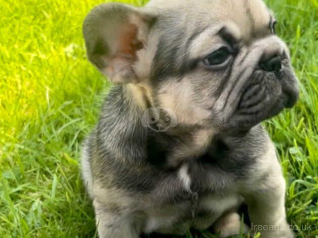 Kc French Bulldog pups for sale in Crewe, Cheshire - Image 4