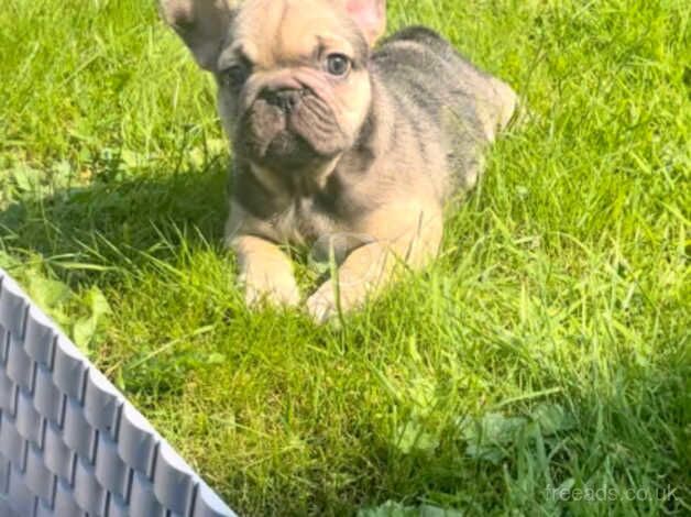 Kc French Bulldog pups for sale in Crewe, Cheshire - Image 5