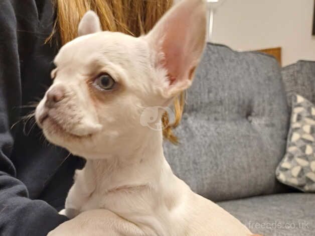 KC , Fully Inoculated Platinum Female puppy for sale in March, South Lanarkshire - Image 4