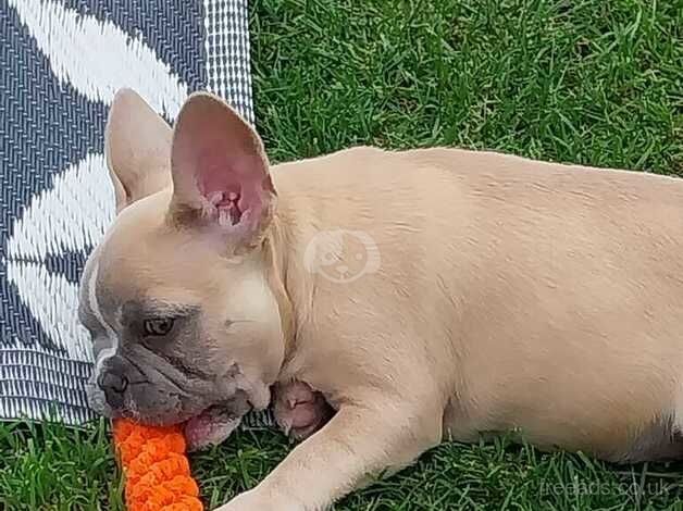 Kc reg French bulldog for sale in Lincoln, Lincolnshire