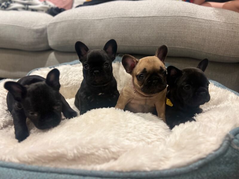 KC Reg, Health checked, microchipped, beautiful French Bulldog Puppies for sale in Silton, Dorset