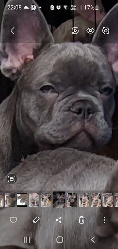 Kc reg perfect frenchies for sale in Nottingham, Nottinghamshire - Image 2