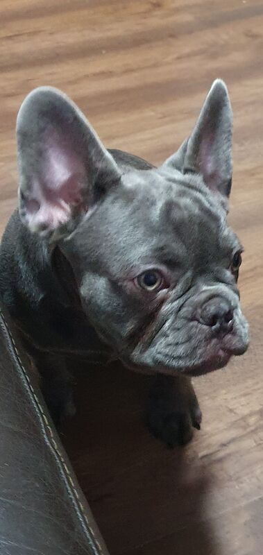 Kc reg perfect frenchies for sale in Nottingham, Nottinghamshire