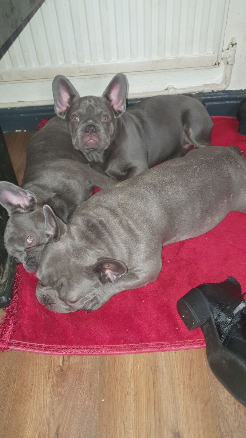 Kc reg perfect frenchies for sale in Nottingham, Nottinghamshire - Image 6