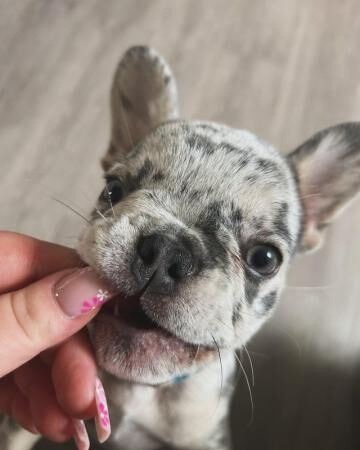 KC registered 6 month old Merle frenchie for sale in Gloucester, Gloucestershire - Image 2