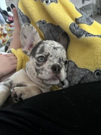 KC registered 6 month old Merle frenchie for sale in Gloucester, Gloucestershire - Image 3