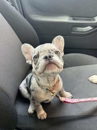 KC registered 6 month old Merle frenchie for sale in Gloucester, Gloucestershire - Image 4