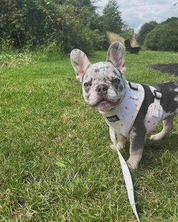 KC registered 6 month old Merle frenchie for sale in Gloucester, Gloucestershire - Image 5