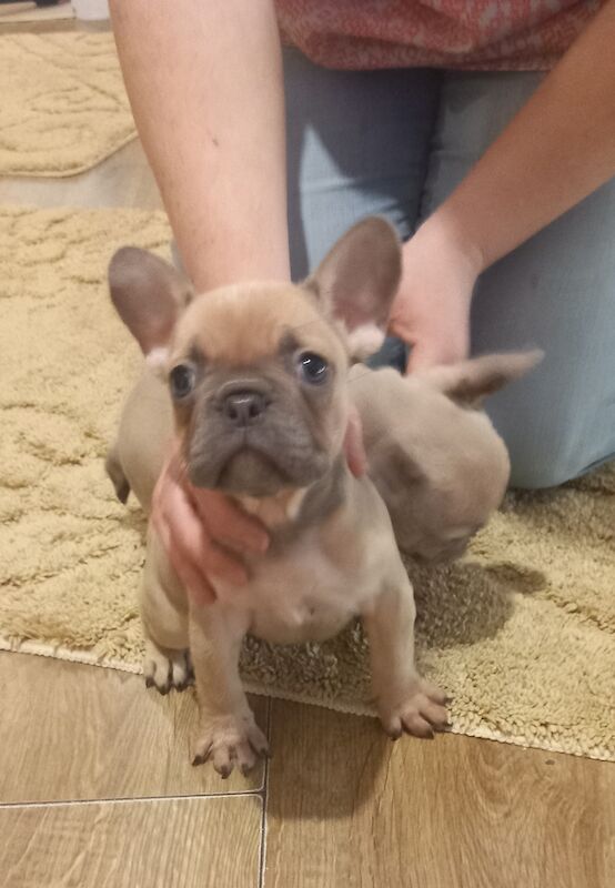 Blue fawn hot sale frenchie price