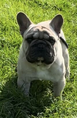 KC REGISTERED TRUE TO TYPE FRENCH BULLDOG BOY for sale in West Yorkshire