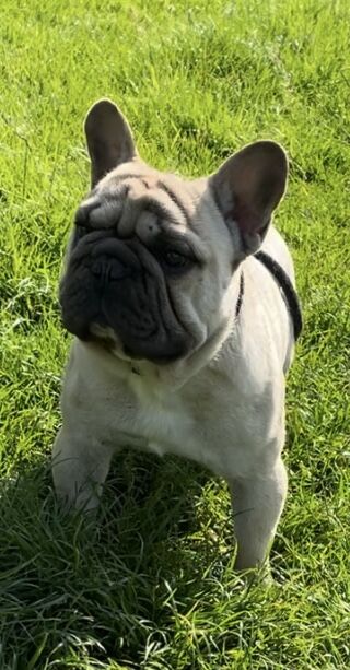 KC REGISTERED TRUE TO TYPE FRENCH BULLDOG BOY for sale in West Yorkshire - Image 2