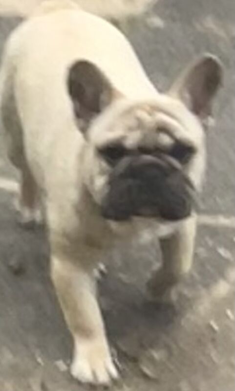 KC REGISTERED TRUE TO TYPE FRENCH BULLDOG BOY for sale in West Yorkshire - Image 3