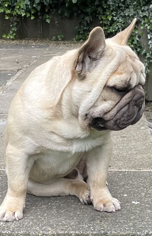 KC REGISTERED TRUE TO TYPE FRENCH BULLDOG BOY for sale in West Yorkshire - Image 4