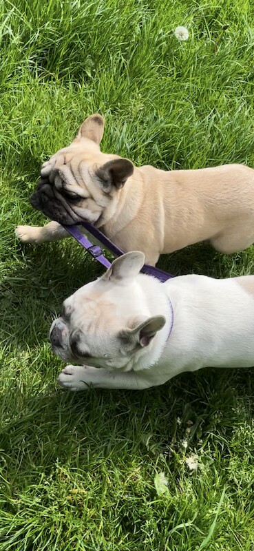 KC REGISTERED TRUE TO TYPE FRENCH BULLDOG BOY for sale in West Yorkshire - Image 6