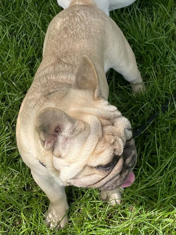 KC REGISTERED TRUE TO TYPE FRENCH BULLDOG BOY for sale in West Yorkshire - Image 7