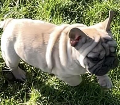 KC REGISTERED TRUE TO TYPE FRENCH BULLDOG BOY for sale in West Yorkshire - Image 8