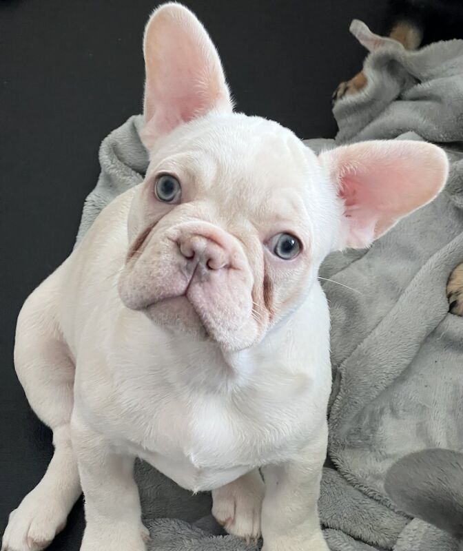 White french hot sale bulldog puppies