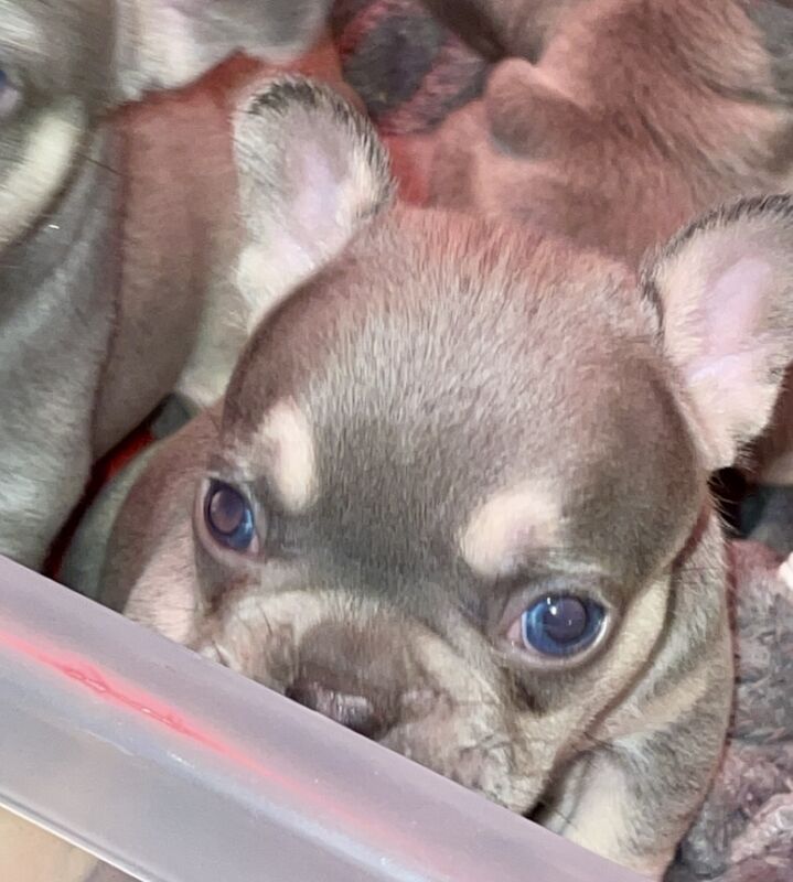 Cream french bulldog sales breeders