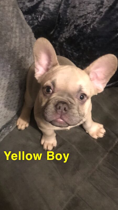 KC Registered French Bulldog Puppies for sale in St Albans, Hertfordshire