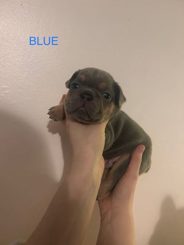 Kc registered French bulldog puppies for sale in Wishaw, Lanarkshire