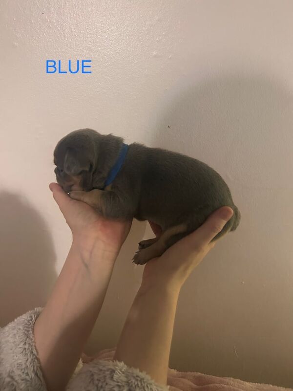 Kc registered French bulldog puppies for sale in Wishaw, Lanarkshire - Image 2