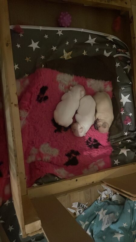 KC registered french bulldog puppies for sale in Chard, Somerset