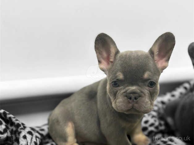 Kc registered french bulldog puppies for sale in Burnley, Lancashire