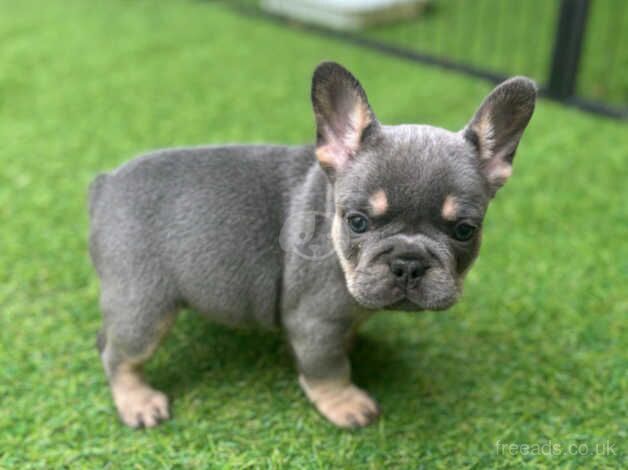 Kc registered french bulldog puppies for sale in Burnley, Lancashire - Image 2