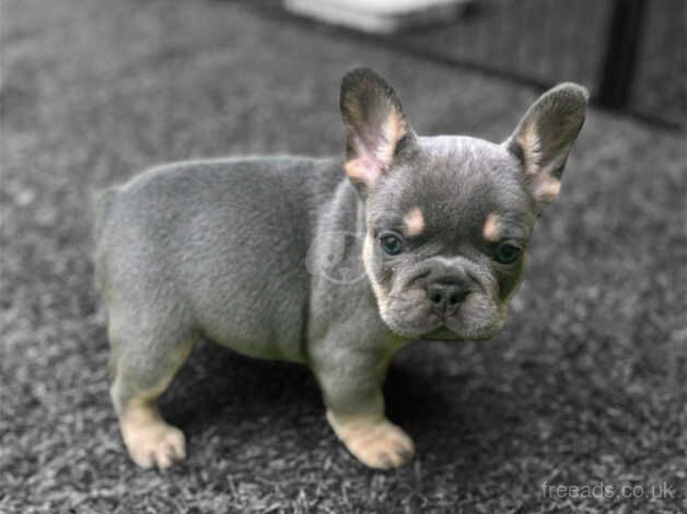 Kc registered french bulldog puppies for sale in Burnley, Lancashire - Image 3