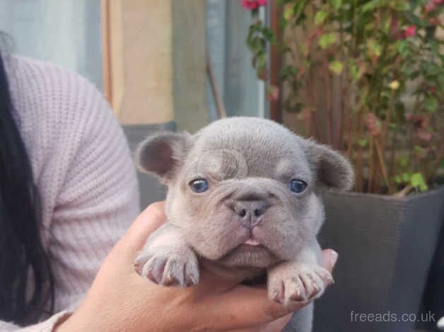 Kc registered french bulldog puppies for sale in Burnley, Lancashire - Image 4